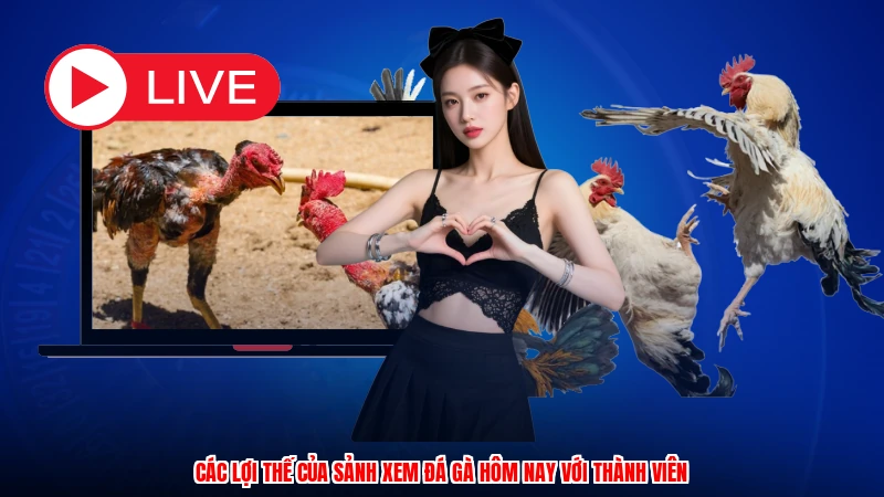 Các lợi thế của sảnh xem đá gà hôm nay với thành viên