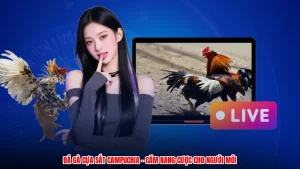Đá Gà Cựa Sắt Campuchia - Cẩm Nang Cược Cho Người Mới