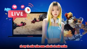 Gà Chọi Tía Chân Trắng 888B: Giải Đấu Và Phần Thưởng