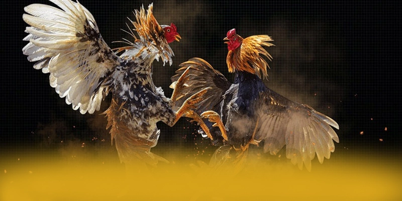 Đội ngũ hỗ trợ người chơi tại FB88