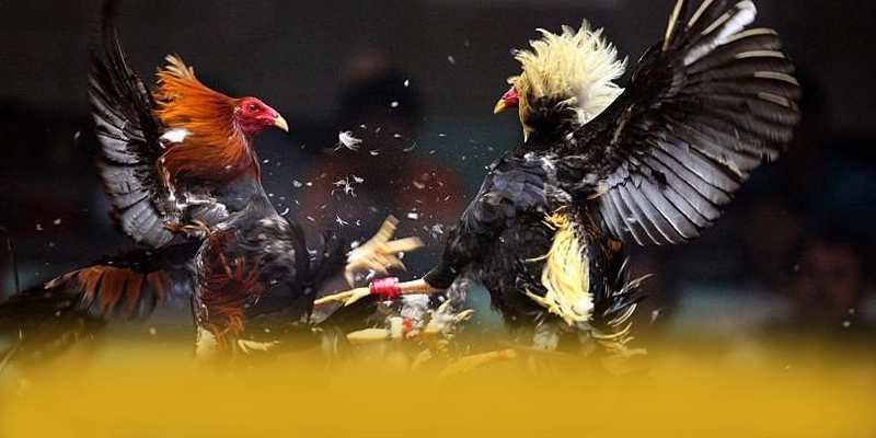 Nhận xét từ cộng đồng người chơi về FB88